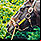 Seattle Slew
